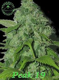 Sagarmatha Seeds Peak 19 Regular