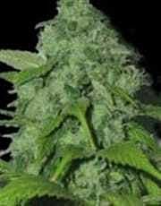Sagarmatha Seeds Purple Pinecone Feminized