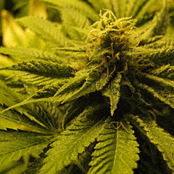 Sagarmatha Seeds Silver Shark Feminized