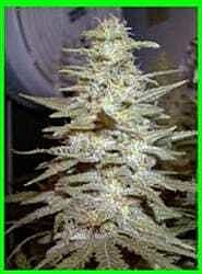 Sagarmatha Seeds Wonderberry Regular