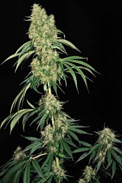 T H Seeds S.A.G.E Regular Seeds 