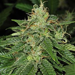 T H Seeds S.A.G.E Feminised