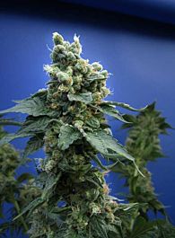 T H Seeds Sage 'n' Sour Regular