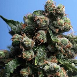 T H Seeds Sage n Sour Feminised
