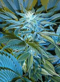 CannaBioGen Sandstorm Regular