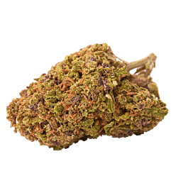 Top Shelf Elite San Francisco Sour Dough Feminized