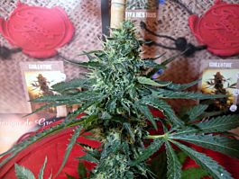 French Touch Seeds Sativa des Rois Feminized