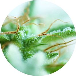 Top Tao Seeds Sativa Mix Regular