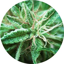 Top Tao Seeds Sativa Samadhi Regular