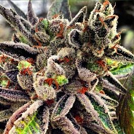 Rare Dankness Seeds Scotts OG Regular