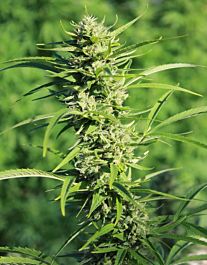 Gage Green Seeds Shadowdancer Regular