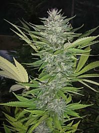 Secret Valley Seed Co Brainwarp Regular