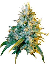 Secret Valley Seed Co Jamaican Grape Regular