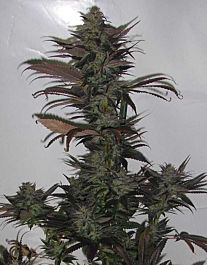 Secret Valley Seed Co Northern Flame Feminized