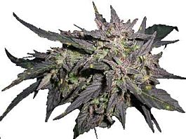 Secret Valley Seed Co Purple Pineberry Feminized