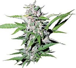 Secret Valley Seed Co Top Dollar Regular
