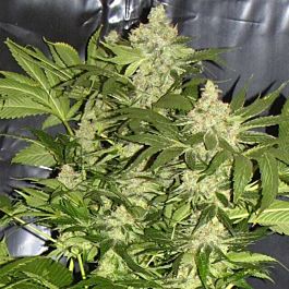 Seedism Seedbank POG+ Feminized