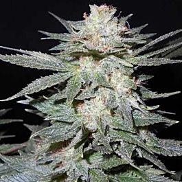 Seedism Seedbank TasteBud OG Feminized
