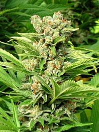 Seedism Seedbank Exodus Feminized