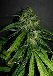 Seedism Seedbank HEX Feminized
