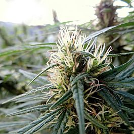 Seeds of Africa Sotho Heights Regular
