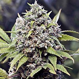 Seedsman AK Feminized