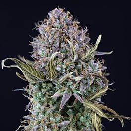 Seedsman Auto Alien OG Kush Feminized