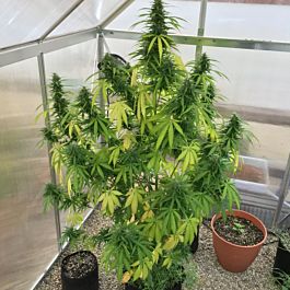 Seedsman Auto Chem Bubbly Feminized