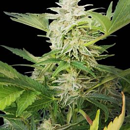 Seedsman Automatic AK Feminized