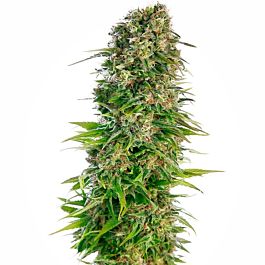Seedsman Automatic Hindu Kush Feminized