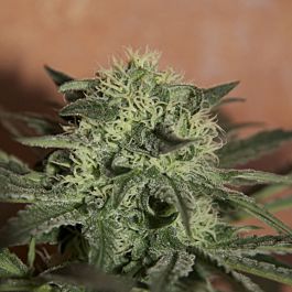 Seedsman Automatic Lemon Skunk Feminized