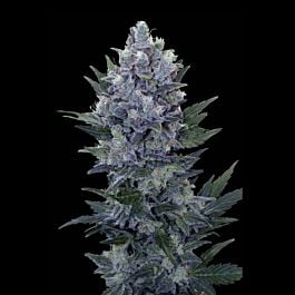 Seedsman Automatic Northern Lights Feminized