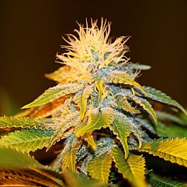 Seedsman Bubba Kush Feminized