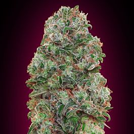 Seedsman Bubble G Feminized