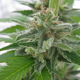 Seedsman Bulk California Orange Feminized