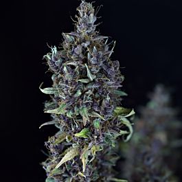Seedsman Bulk Candy Cream Feminized