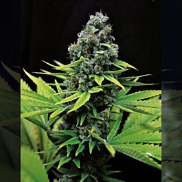 Seedsman CBD Shark Shock Feminized