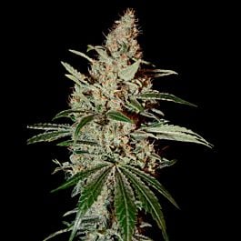 Seedsman Chem Dawg Feminized