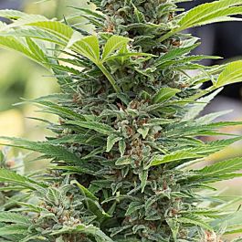 Seedsman Diesel Feminized