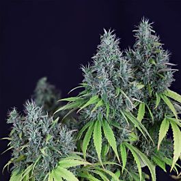 Seedsman Dr. Seedsman Feminized