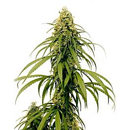 Seedsman Early Durban Regular