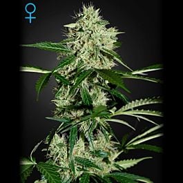 Seedsman Northern Lights Feminized