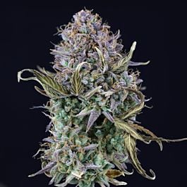 Seedsman OG Kush Feminized