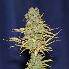 Seedsman Power Africa Fast Feminized