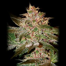 Seedsman Pure Kush Feminized