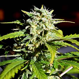 Seedsman Citrus Super Haze Feminized