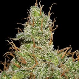 Seedsman Jack Herer Feminized