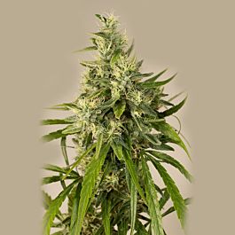 Seedsman Train Wreck Feminized
