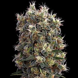 Seedsman The Chapel Feminized