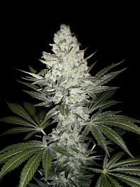 Seedsman Sleestack x Skunk #1 Regular